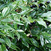 Sarcococca confusa - Sweet Box