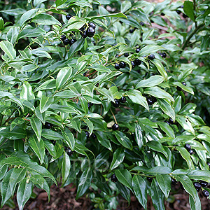 Sarcococca confusa (Sweet Box)