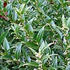 Sarcococca ruscifolia - Dragons Gate - Christmas Box, Sweet Box