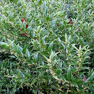 Sarcococca ruscifolia - 'Dragon's Gate' (Christmas Box, Sweet Box)