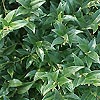 Sarcococca hookeriana - Sweet Box, Christmas Box