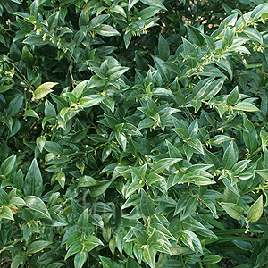 Sarcococca hookeriana (Sweet Box, Christmas Box)