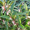 Sarcococca hookeriana - digyna - Christmas Box