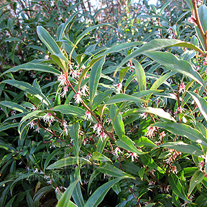 Sarcococca hookeriana - digyna (Christmas Box)