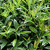 Sarcococca hookeriana - humilis - Christmas Box