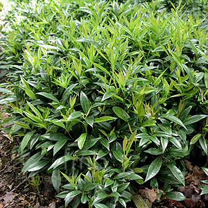 Sarcococca hookeriana - humilis (Christmas Box)