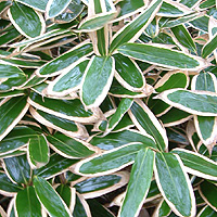 Sasa veitchii (Bamboo)
