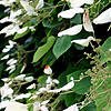 Schizophragma hyrangeoides - Roseum