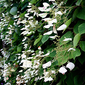 Schizophragma hyrangeoides - 'Roseum'