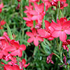 Schizostylis coccinea - Mrs Hegarty - Kaffir Lily