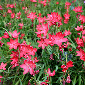 Schizostylis coccinea - 'Mrs Hegarty' (Kaffir Lily)