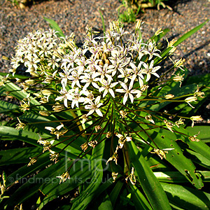 Scilla peruviana - 'Algerian Dream' (Portuguese Squill, Cuban Lily)