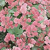 Sedum telephium - Arthur Branch
