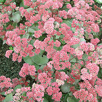 Sedum telephium - 'Arthur Branch'