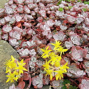 Sedum  spathulifolium - 'Purpureum' (Stonecrop, Sedum)