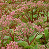 Sedum - Ruby Glow - Ice Plant