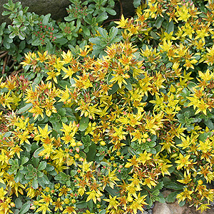 Sedum kamtschaticum - 'Weihenstephane Gold' (Kamchatka Stonecrop)