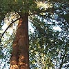 Sequoia gigantium - Wellingtonia