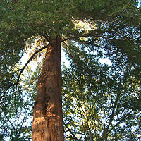 Sequoia gigantium (Wellingtonia)