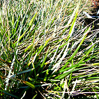 Sesleria caerula