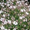 Silene maritima - Rosea