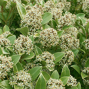 Skimmia japonica - 'Fragrans'