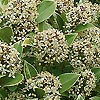 Skimmia japonica - Fragrans - Skimmia