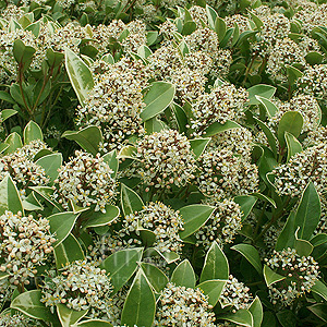 Skimmia japonica - 'Fragrans' (Skimmia)