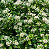 Skimmia japonica - Humpty Dumpty - Skimmia