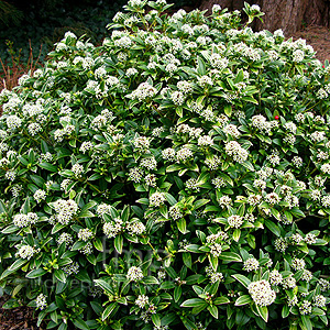 Skimmia japonica - 'Humpty Dumpty' (Skimmia)