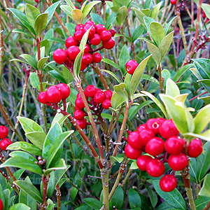 Skimmia japonica - 'Red Ridinghood'