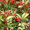 Skimmia japonica - Chilan Choice - Skimmia