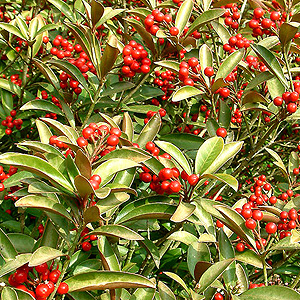 Skimmia japonica - 'Chilan Choice' (Skimmia)