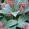 Skimmia Japonica - Rubella - Skimmia