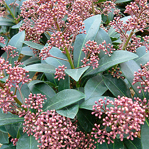 Skimmia Japonica - 'Rubella' (Skimmia)