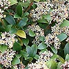 Skimmia japonica - Scarlet Dwarf - Skimmia