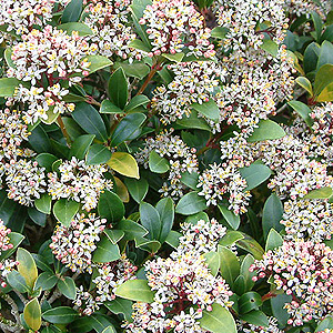 Skimmia japonica - 'Scarlet Dwarf' (Skimmia)