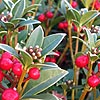 Skimmia japonica - Red Ridinghood - Skimmia