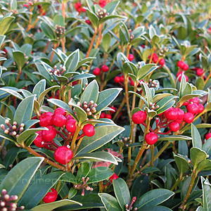 Skimmia japonica - 'Red Ridinghood' (Skimmia)