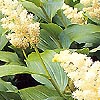 Smilacina racemosa - click for full details