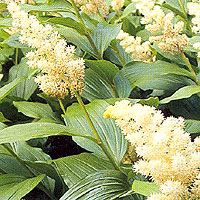 Smilacina racemosa