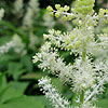 Smilacina racemosa - Wisley Spangles - Smilacina