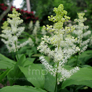 Smilacina racemosa - 'Wisley Spangles' (Smilacina)