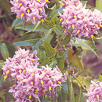 Solanum crispum - 'Glasnevin' (Chilean Potato Tree)