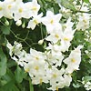 Solanum jasminoides - Album - Potato Vine