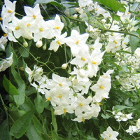 Solanum jasminoides - 'Album' (Potato Vine)
