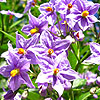 Solanum crispum - Glasnevin - Chilean Potato Tree