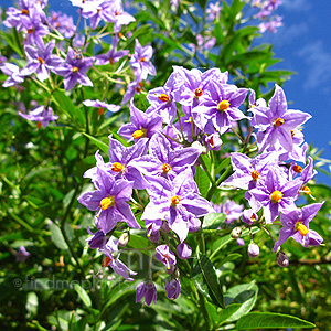 Solanum crispum - 'Glasnevin' (Chilean Potato Tree)