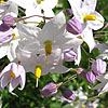 Solanum jasminoides - Album - Potato Vine