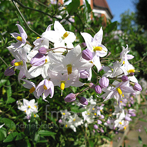 Solanum jasminoides - 'Album' (Potato Vine)